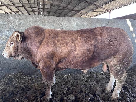 Limousin Princial