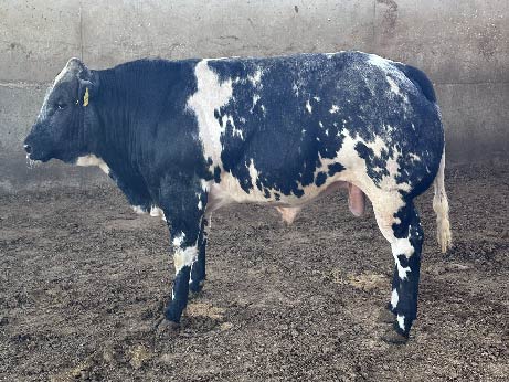 belga-P-02