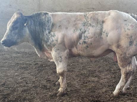 belga-P-05