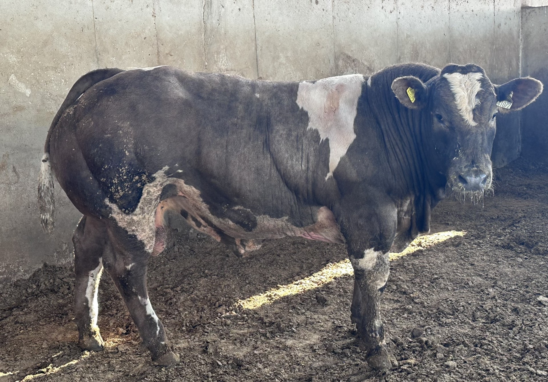 Belga pequeño 2
