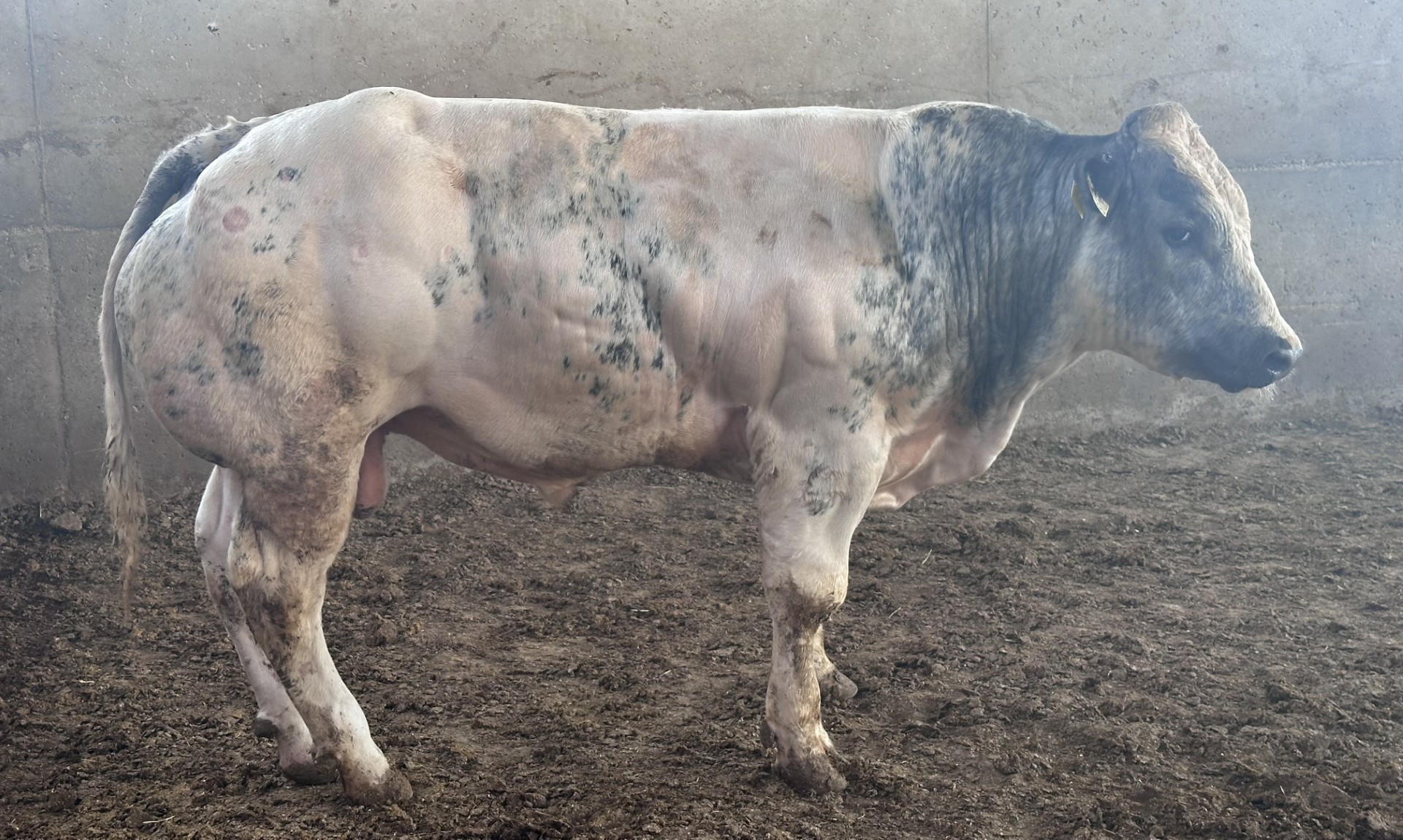 Belga pequeño 4