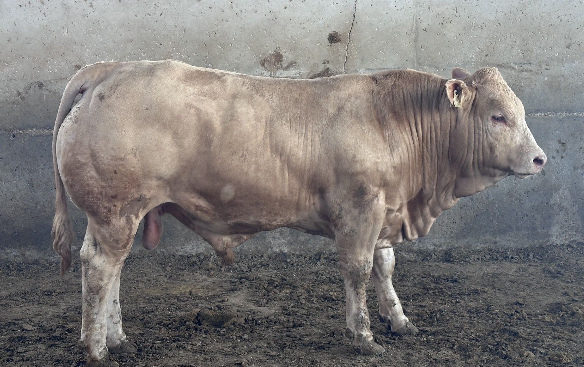 Cruzado 1