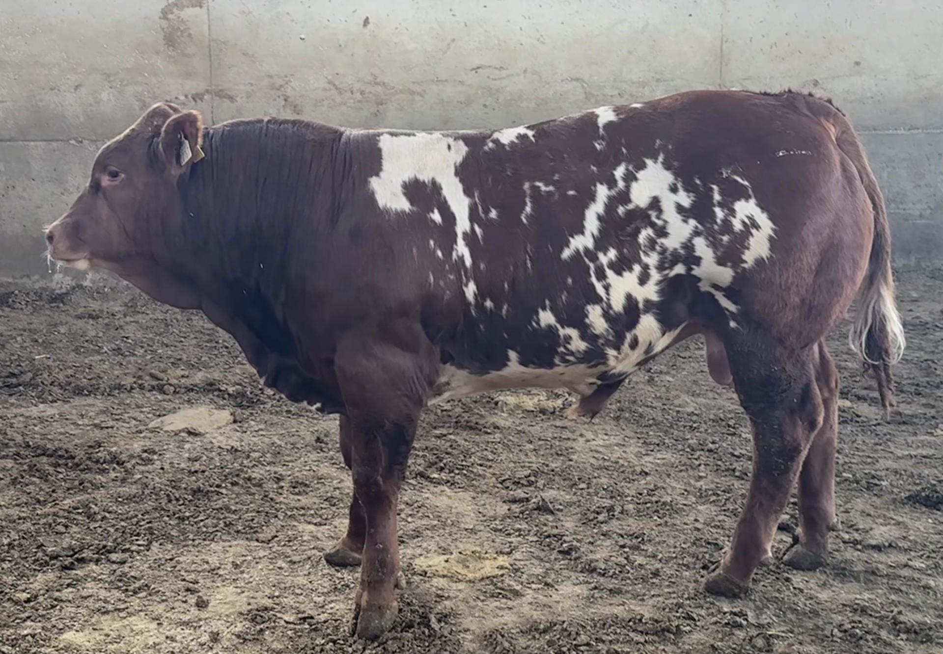 Cruzado 2