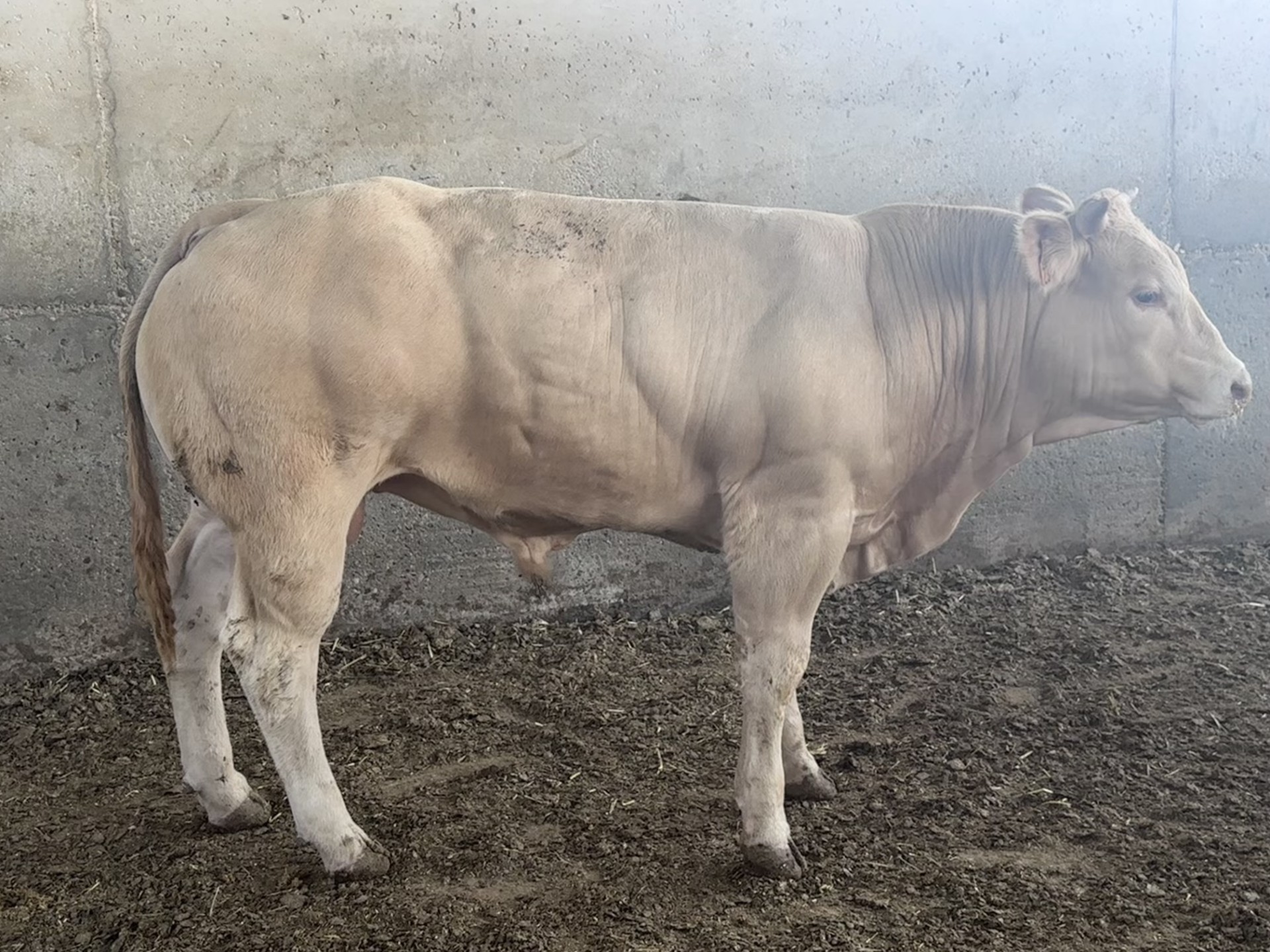 Cruzado 4